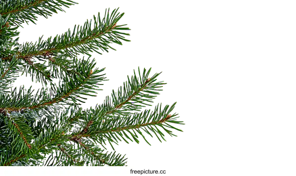 [Transparent Background PNG]Frosted Fir Branch Holiday Decoration