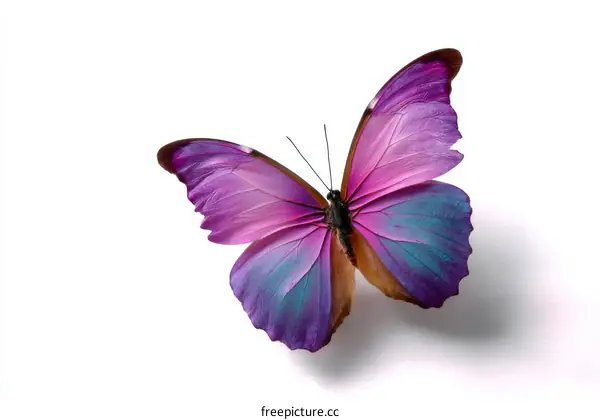 Beautiful Purple Butterfly on White Background