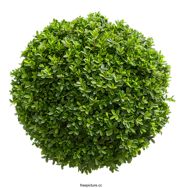 [Transparent Background PNG]Green Bush Plant Isolated on White Background