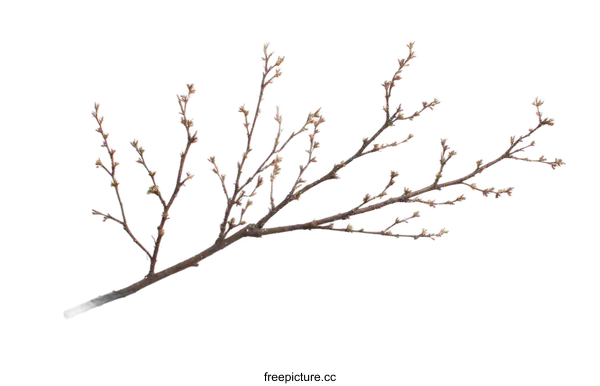[Transparent Background PNG]Elegant Winter Branch with Buds