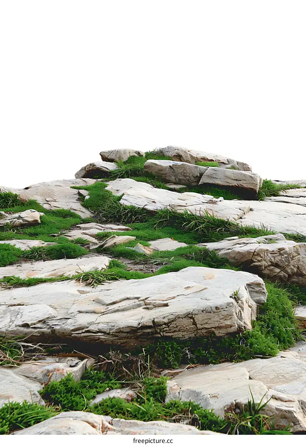 Green Grass Growing on Rocks with White Background