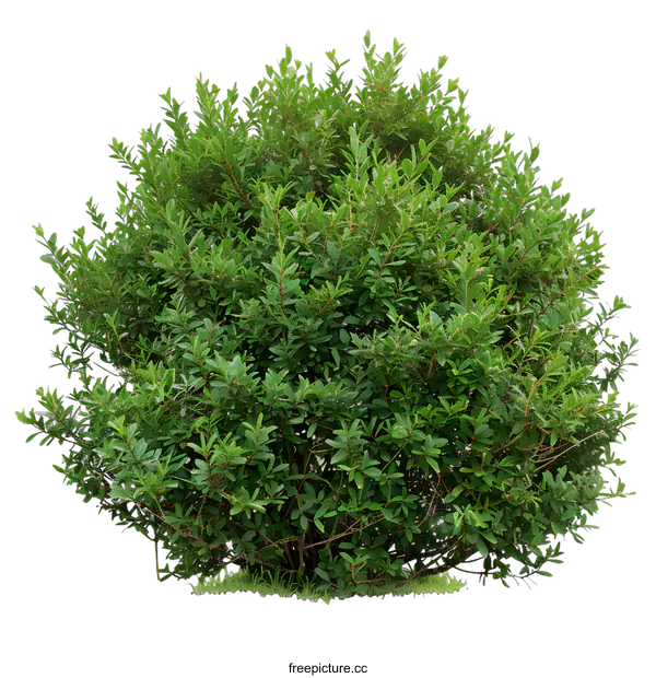 [Transparent Background PNG]Green Bush Isolated on White Background