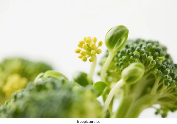 Fresh green broccoli with small yellow flowers in close-up view