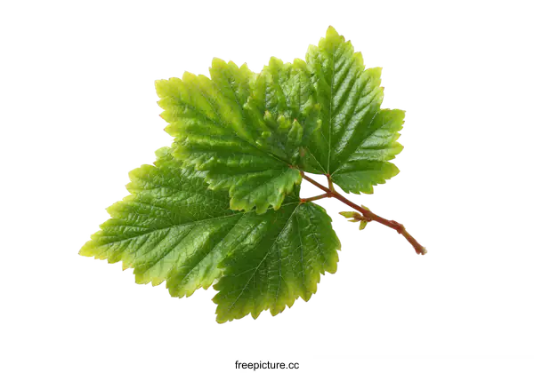 [Transparent Background PNG]Close-up of Fresh Green Leaves on White Background
