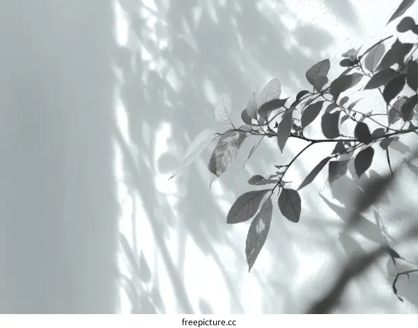 Abstract Shadow Play of Leaves on Wall