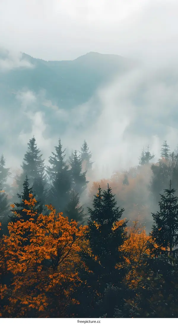 Misty Autumn Forest Landscape With Fog And Mountains