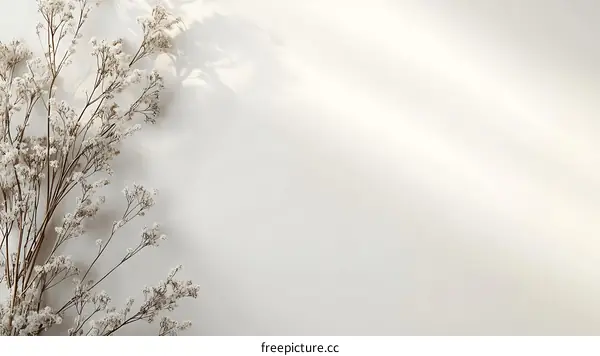 White Dried Flowers On A White Background