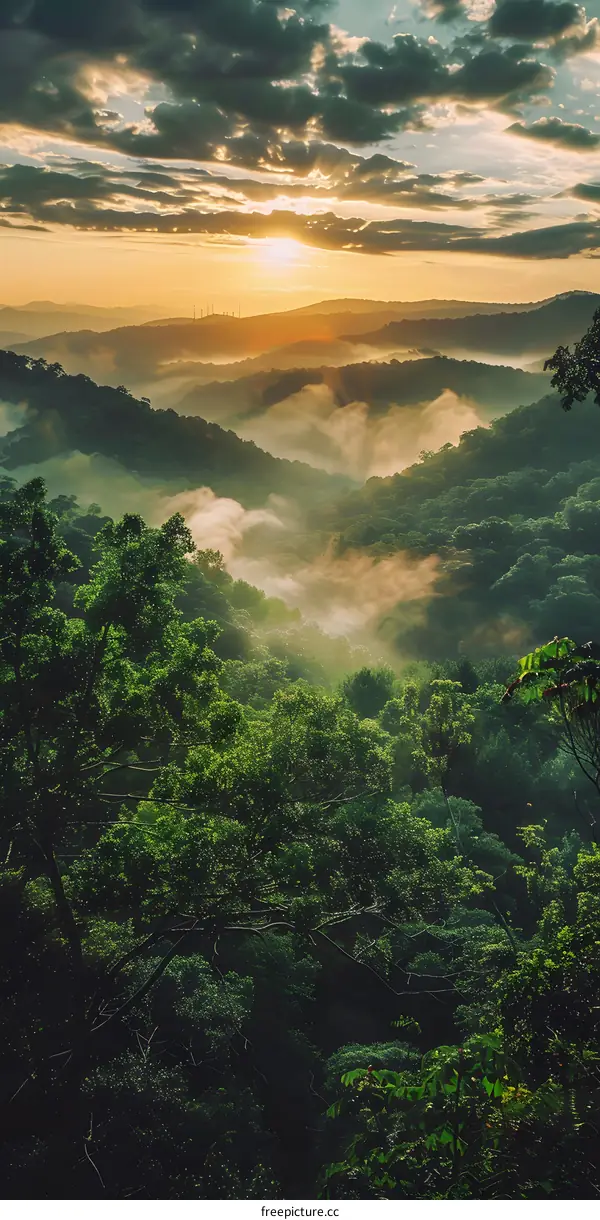 Sunrise Over Foggy Mountains in Forest
