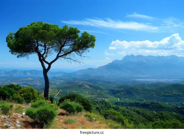 Solitary Pine Tree on a Mountaintop Overlooking a Lush Valley and the Sea