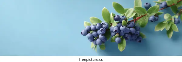 Fresh Blueberries on a Branch Against a Light Blue Background