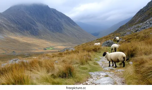 Sheep Grazing in Mountain Valley Landscape