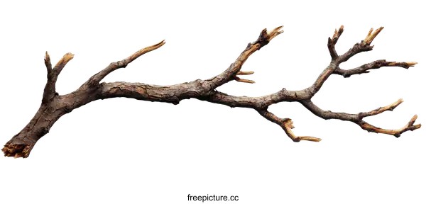 [Transparent Background PNG]Dried Branch Nature Background Image
