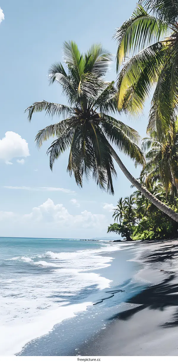 Palm Trees on Black Sand Beach with Blue Sky and Ocean
