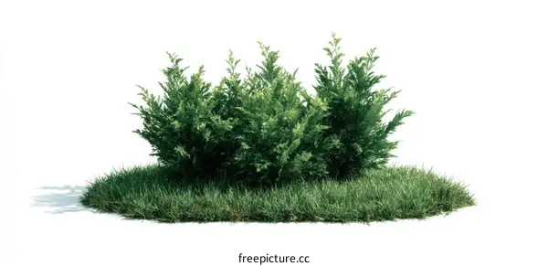 Green Bush on a Patch of Grass Isolated