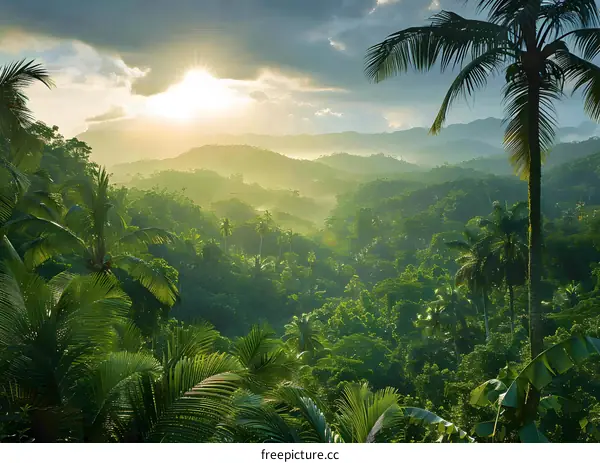 Sunrise Over Lush Tropical Rainforest Valley