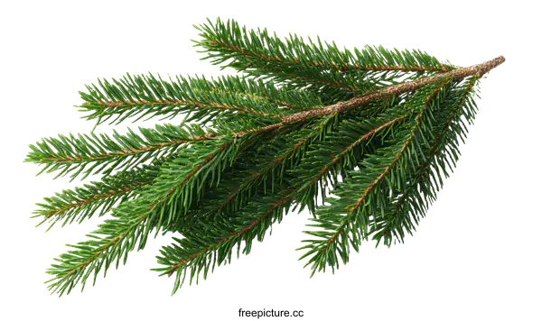 [Transparent Background PNG]Close Up of Fresh Evergreen Fir Branch