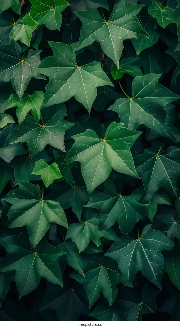 Green leaves of ivy plant covering a wall
