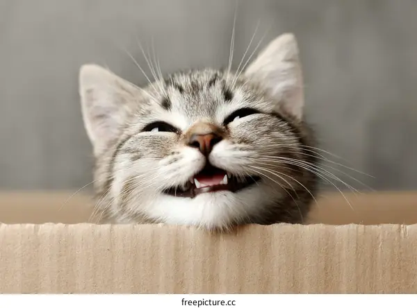 Happy Kitten in a Cardboard Box