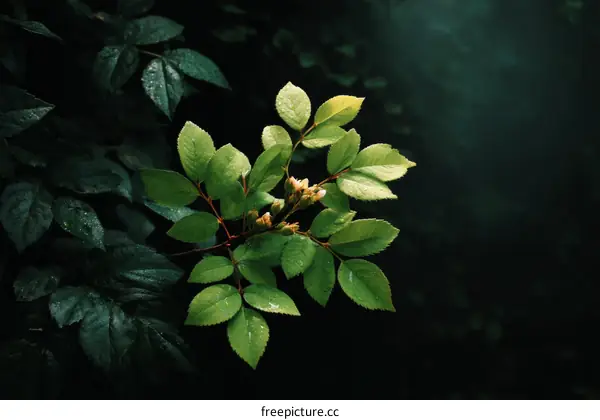 Natures Fresh Green Leaves in the Dark Background