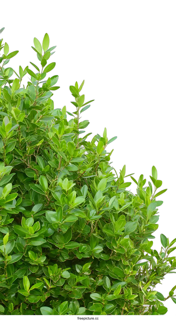 [Transparent Background PNG]Green Bush with White Background