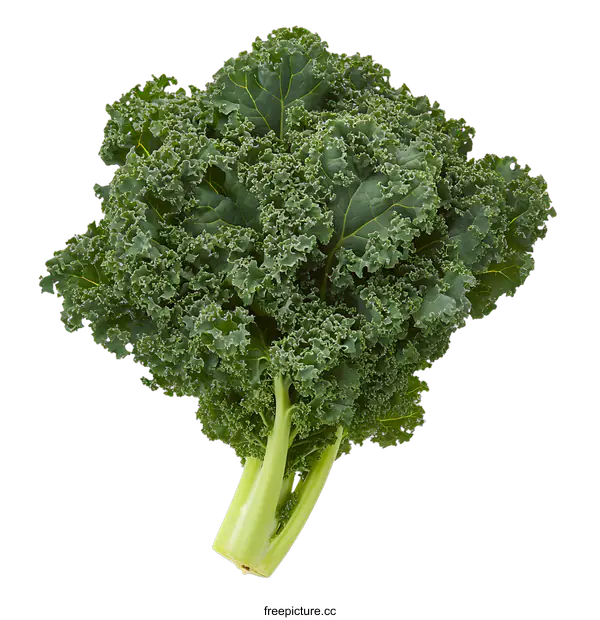 [Transparent Background PNG]Fresh Green Kale Bunch Isolated On White Background