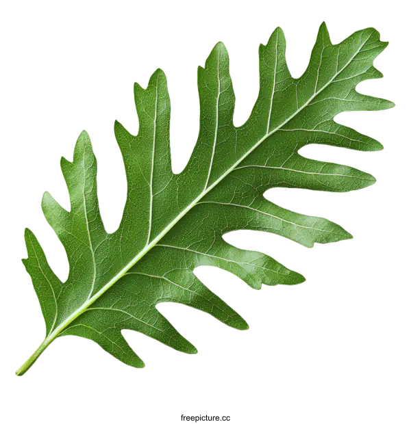 [Transparent Background PNG]Closeup Image of a Vibrant Green Leaf