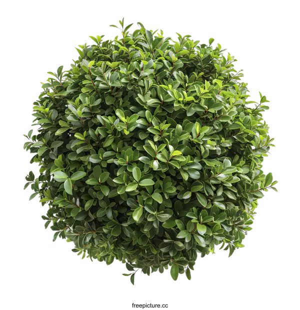 [Transparent Background PNG]Green Bush with Lush Foliage Isolated on White Background