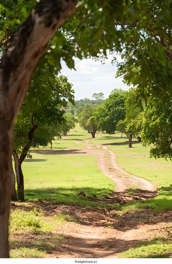 Green Grass Field with Winding Dirt Path and Trees