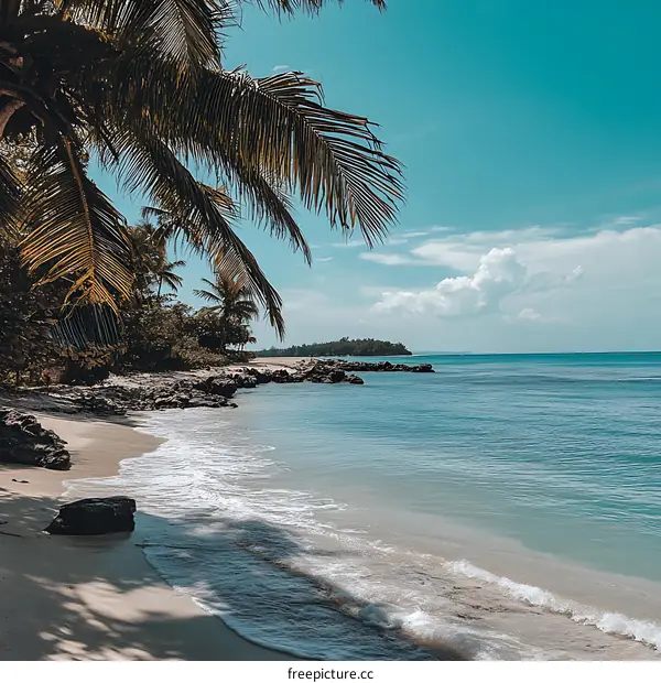 Tropical Beach with Palm Tree and Clear Blue Water