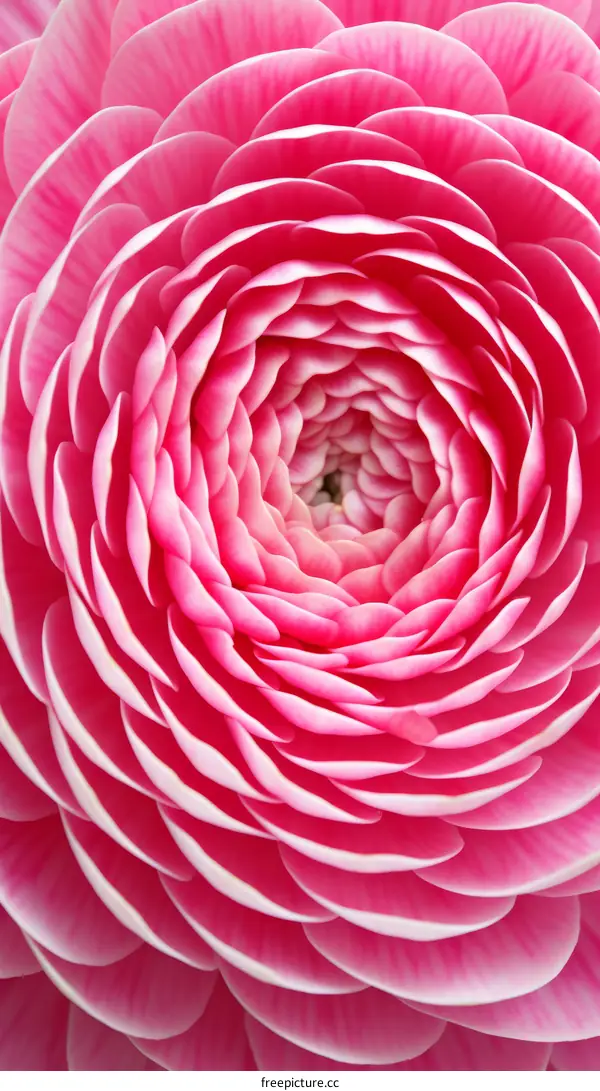Pink camellia flower petals with white edges