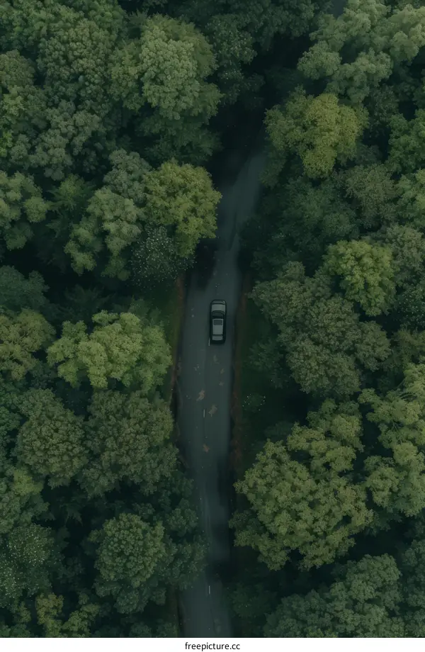Car driving through a lush green forest