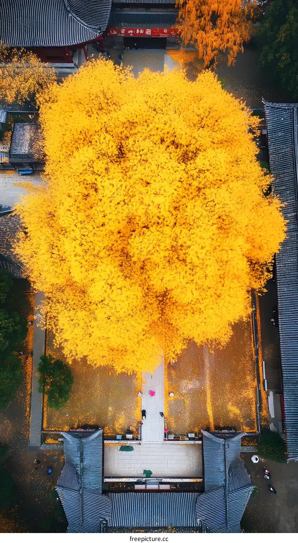 Aerial View of a Golden Ginkgo Tree in a Chinese Temple