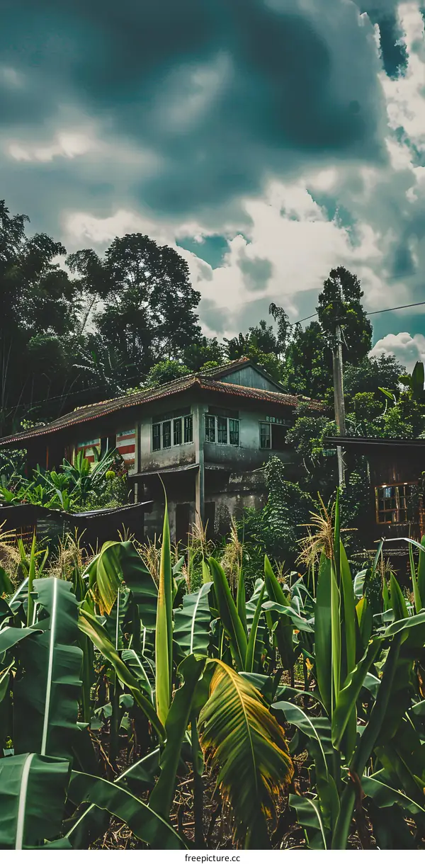 Old House in the Tropical Forest