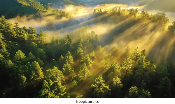 Morning Sunlight Piercing Mist Over Mountain Forest