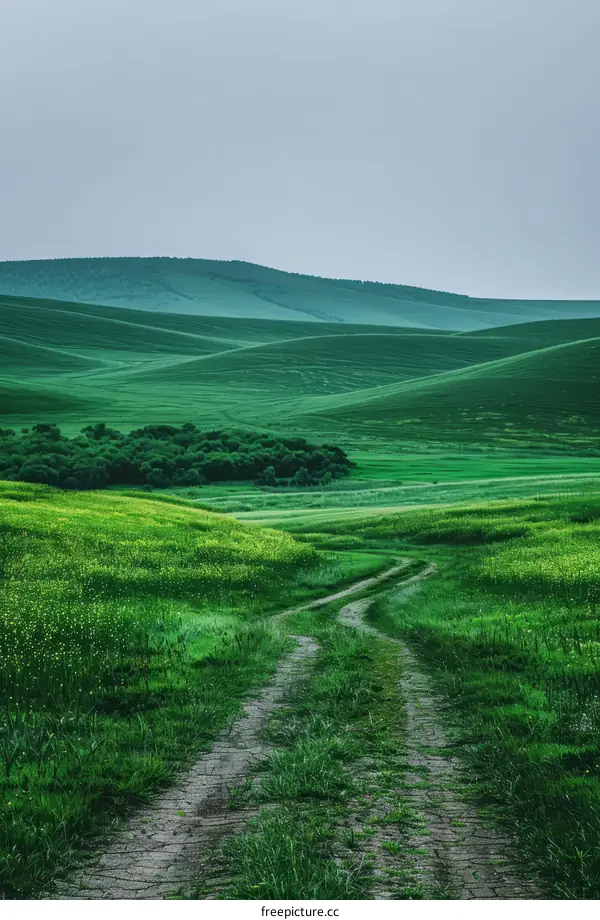 Serene Country Road Winding Through Green Hills