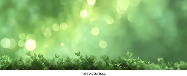 Green Forest Nature Background with Soft Light