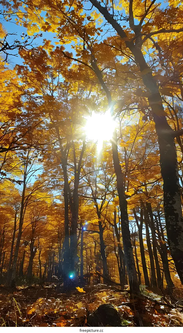 Golden Autumn Forest Sunlight Through Trees