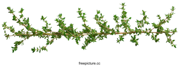 [Transparent Background PNG]Fresh Thyme Sprigs Isolated on White Background