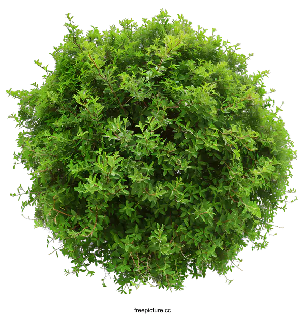 [Transparent Background PNG]Green Bush Top View Isolated on White Background
