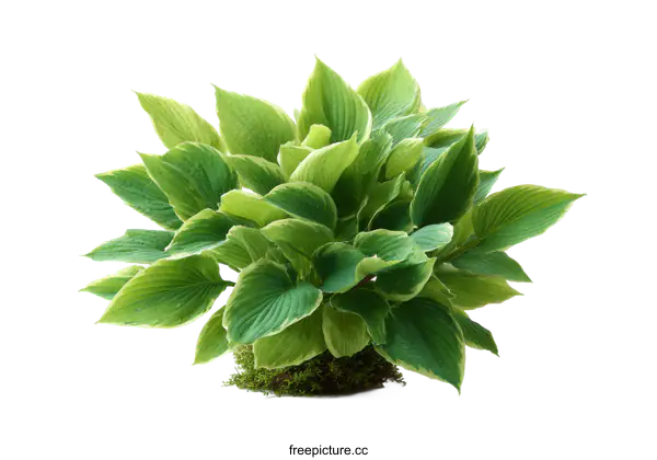 [Transparent Background PNG]Beautiful Green Plant with Vibrant Leaves