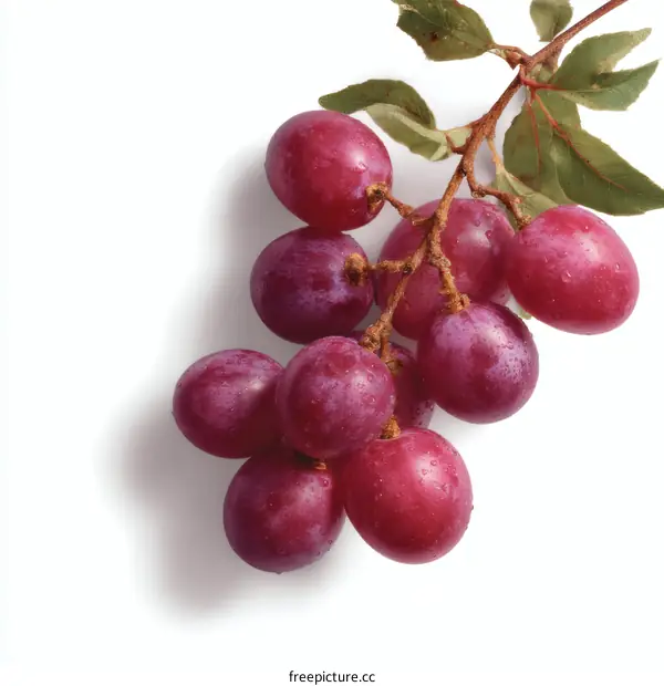 Close-up Cluster of Fresh Red Grapes