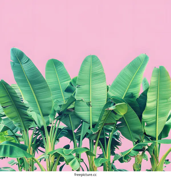 Tropical Banana Leaves on a Pink Background
