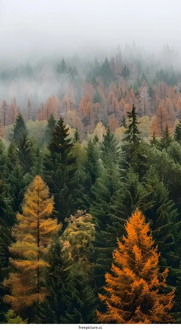 Foggy Forest in Autumn