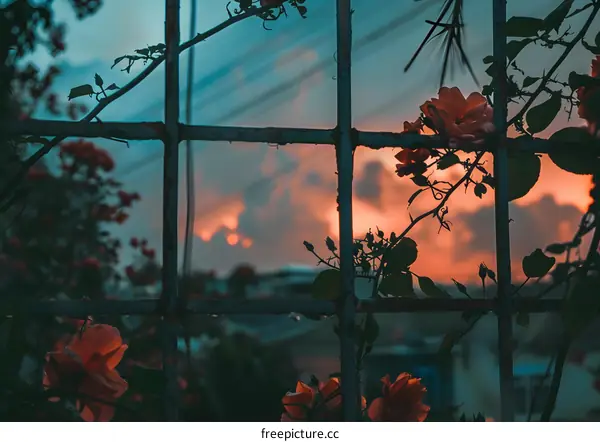 Roses in Bloom, Sunset Through a Fence