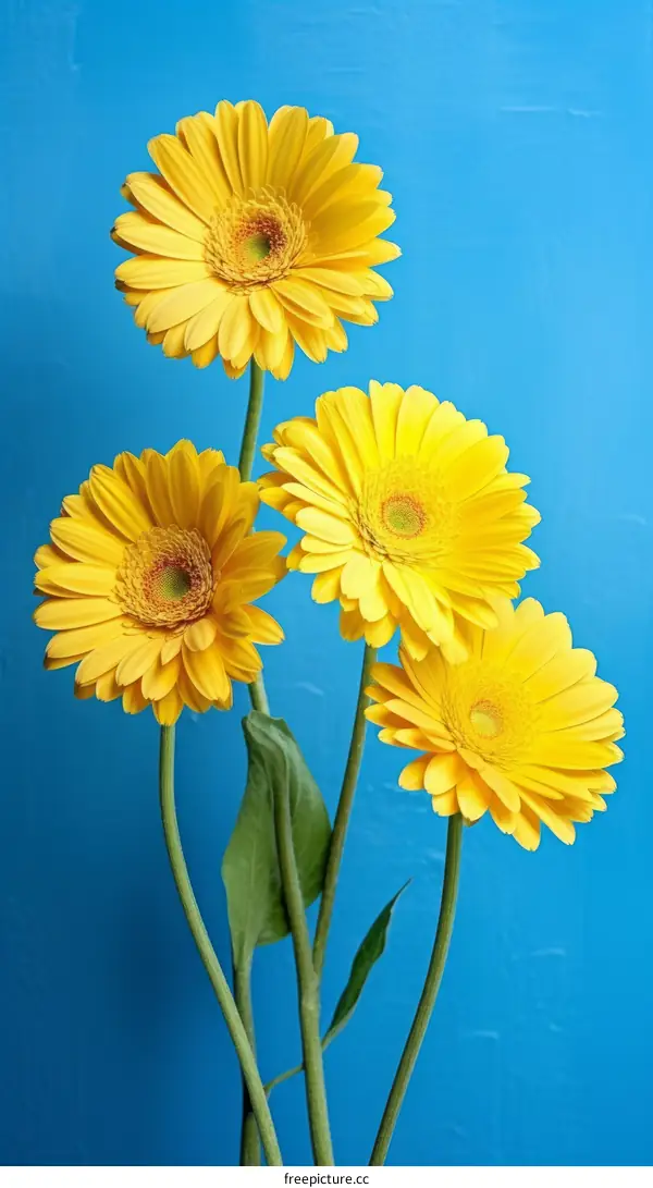 Four yellow gerbera flowers on a blue background