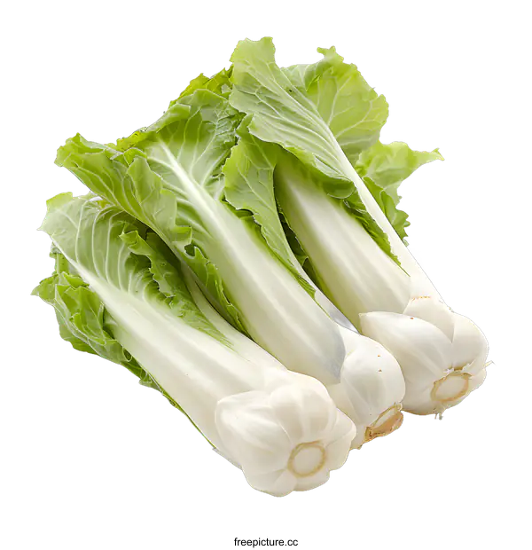 [Transparent Background PNG]Fresh Bok Choy on White Background