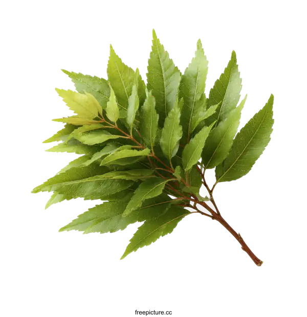 [Transparent Background PNG]Fresh Green Leaves on a Branch