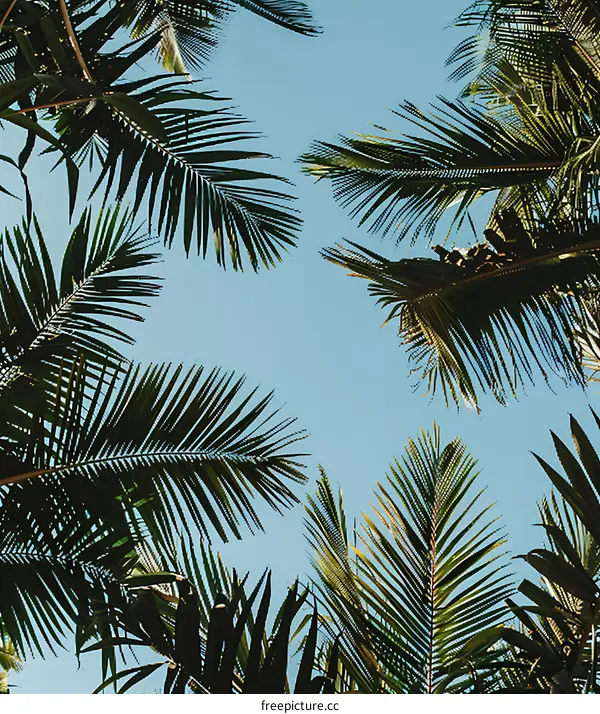 Palm Tree Leaves Against Blue Sky