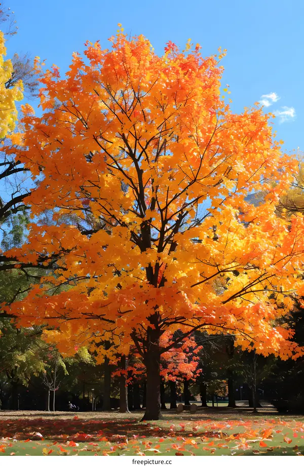 A large maple tree with orange leaves in an autumn park