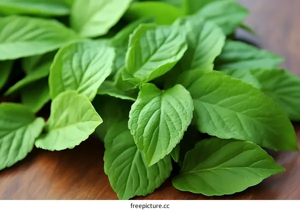 Close-up of a bunch of fresh green leaves of an aromatic plant